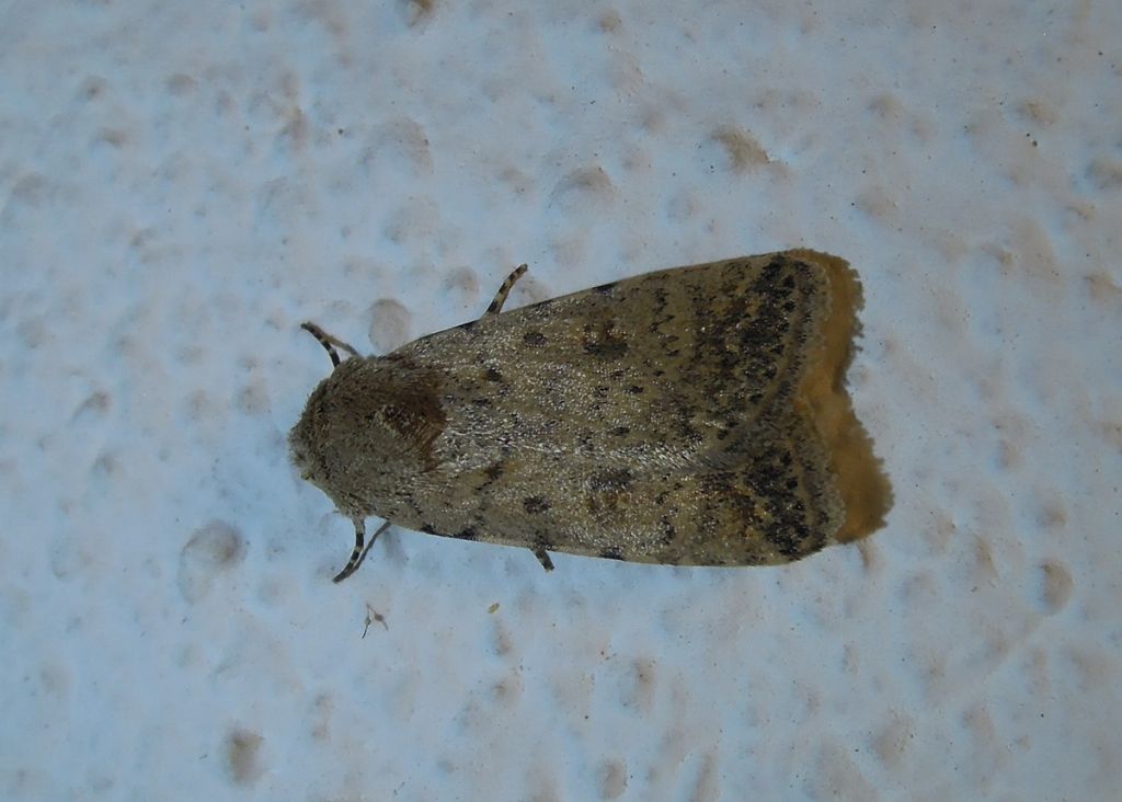 da identificare: Caradrina clavipalpis Cfr